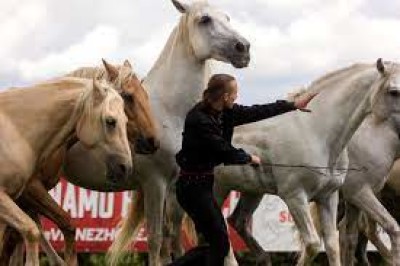 Výstava Koně v akci slaví!